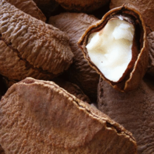 Classic Shell Brazil Nuts | brazil nuts with shell Fresh and Premium Quality