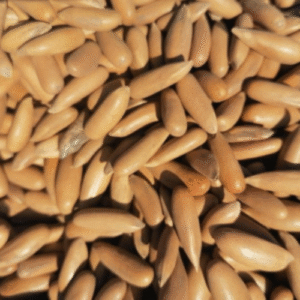 Classic Shell Pine Nuts (Chilgoza) | Handpicked & Pure | 100% Fresh & Organic