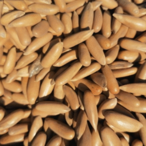 Gold-Pine-Nuts-300x300_500x500 Classic Shell Pine Nuts (Chilgoza) | Handpicked & Pure | 100% Fresh & Organic
