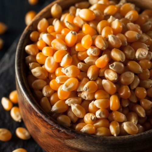 Kashmiri Corn | (Makai) Organic & Fresh | 100% Natural