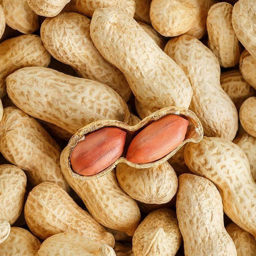 Harvest Delight Peanuts | Fresh in Shell